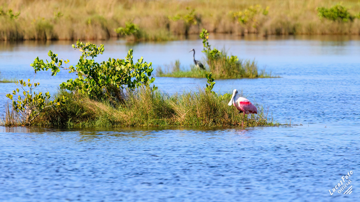 Roseate Spoonbill
