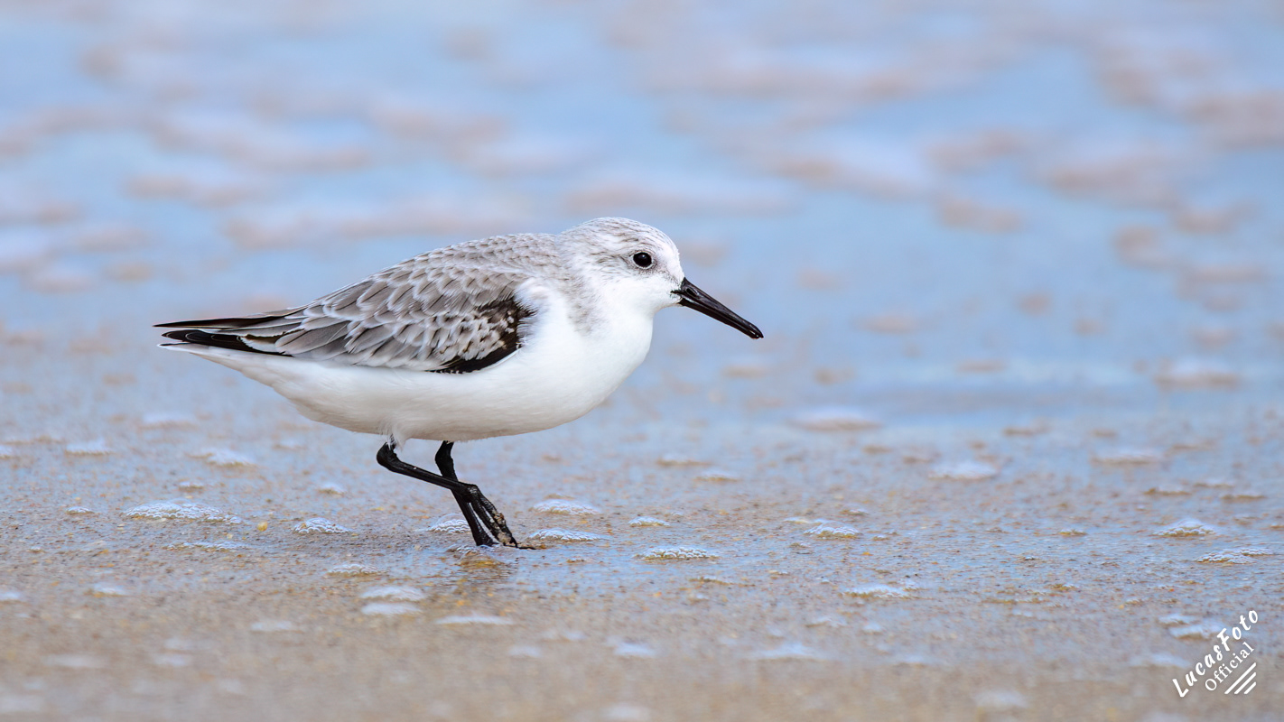 Sanderling