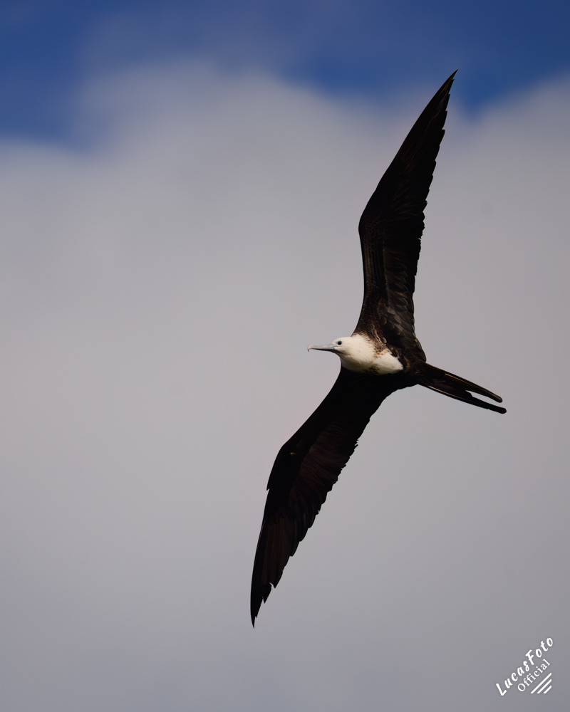 Magnificent Frigatebird