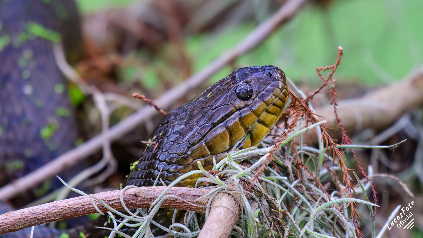 Florida Green Watersnake