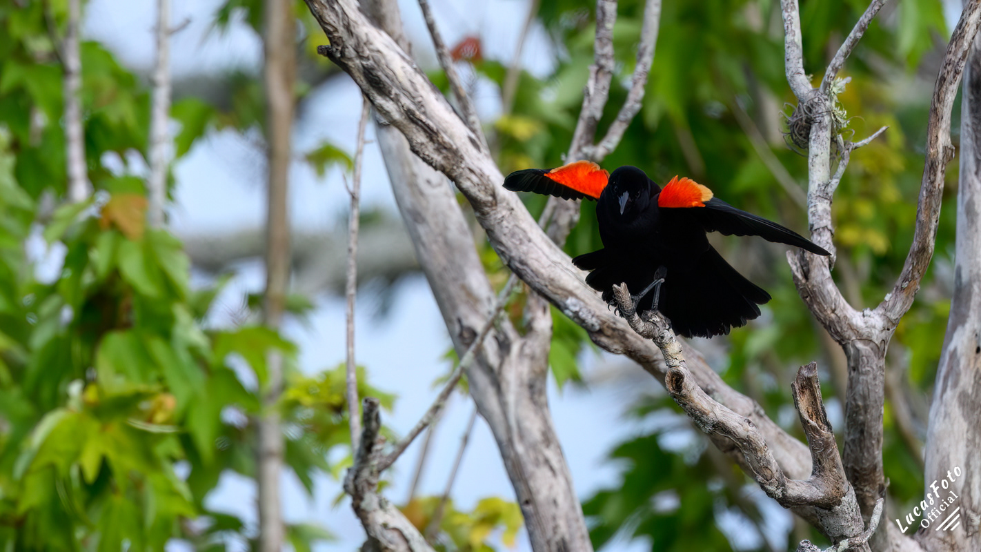 Red-winged Blackbird