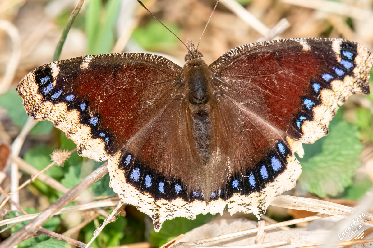 Mourning cloak