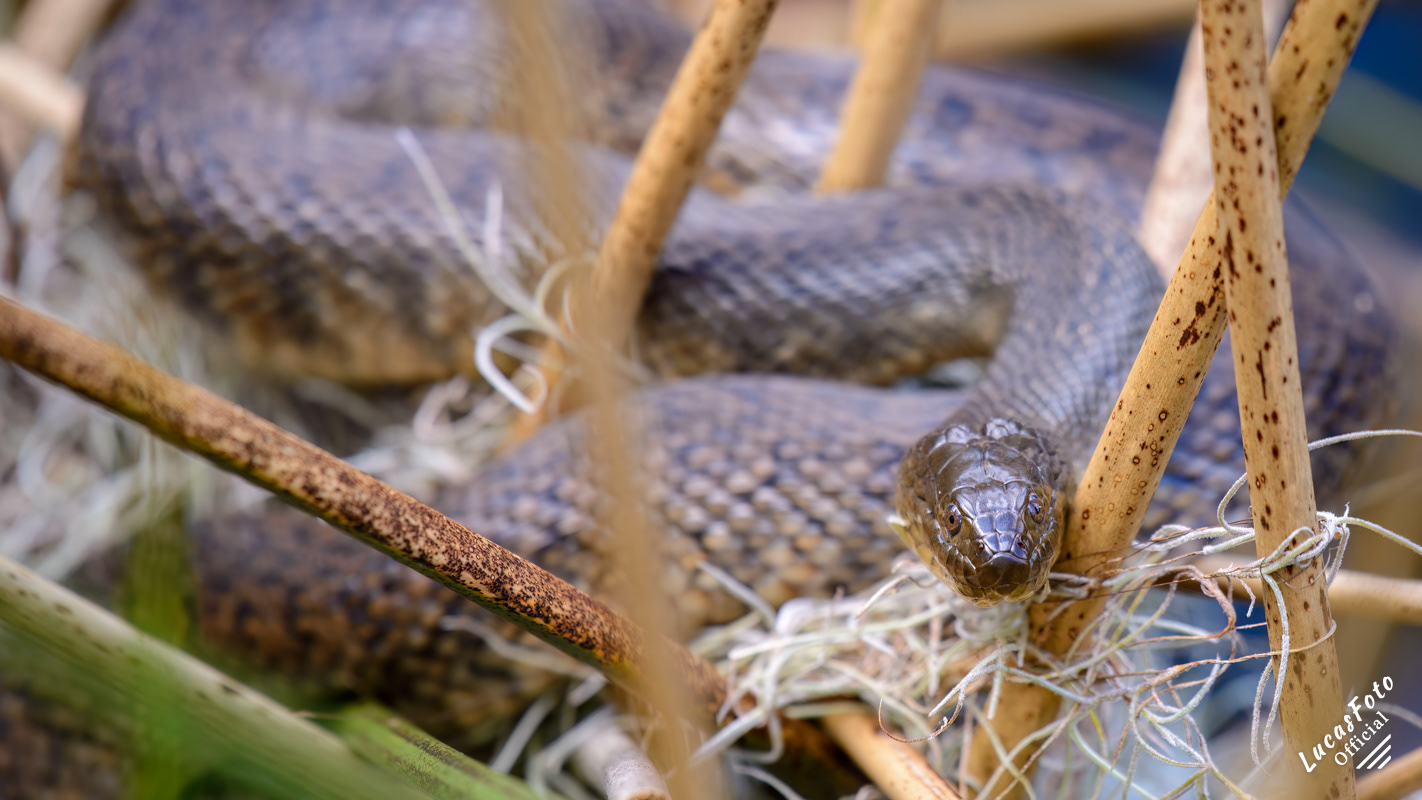 Florida Green Watersnake