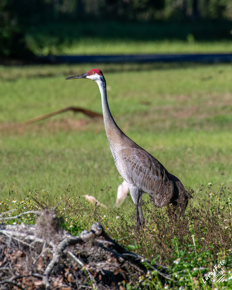 Sandhill Crane