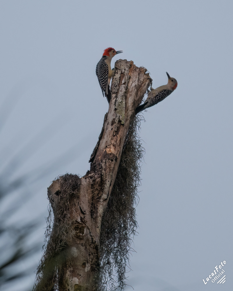 Red-bellied Woodpecker