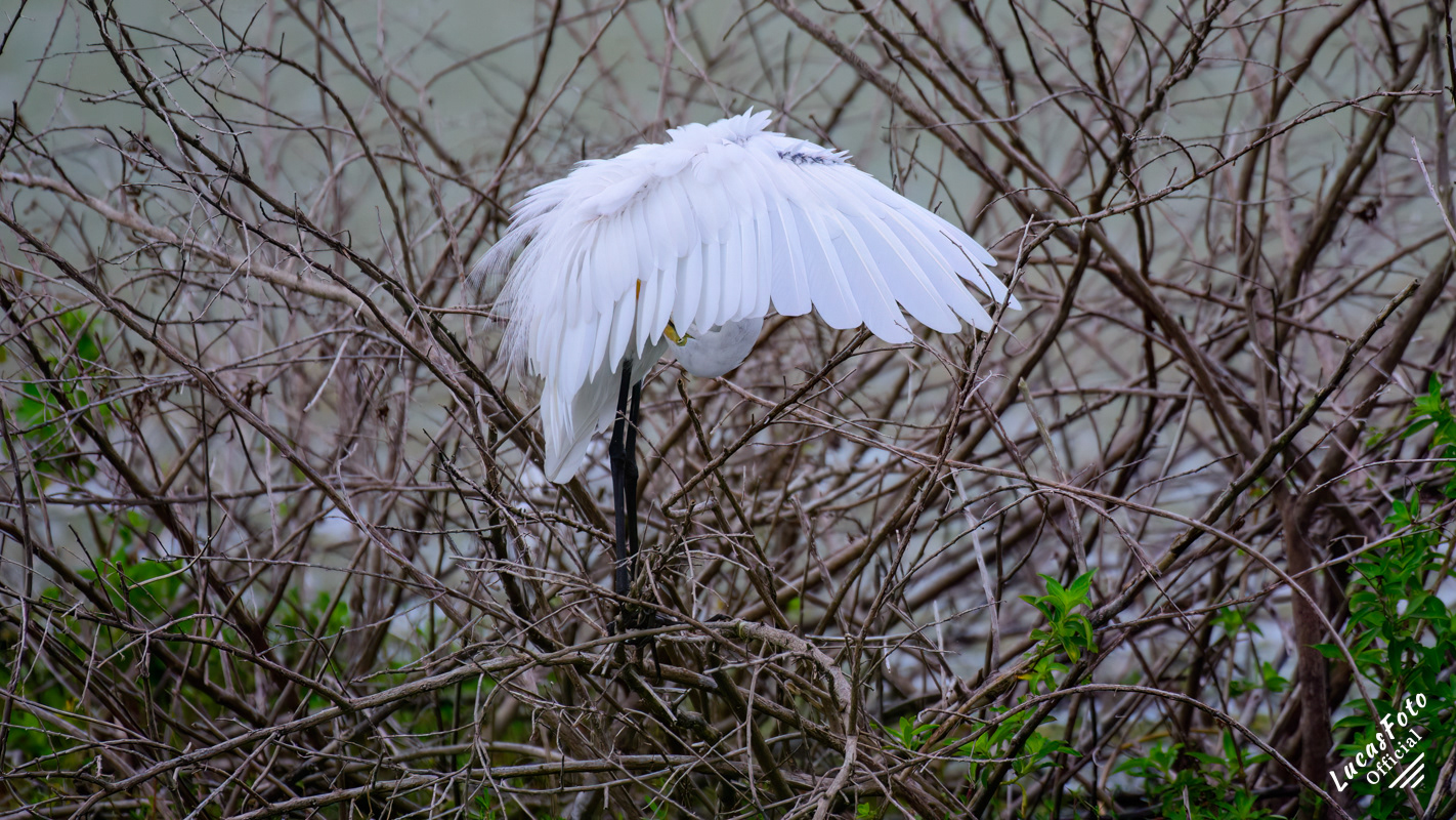 Great Egret