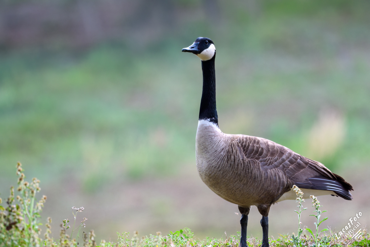 Canada Goose