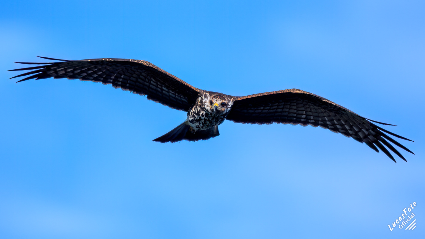 Snail Kite