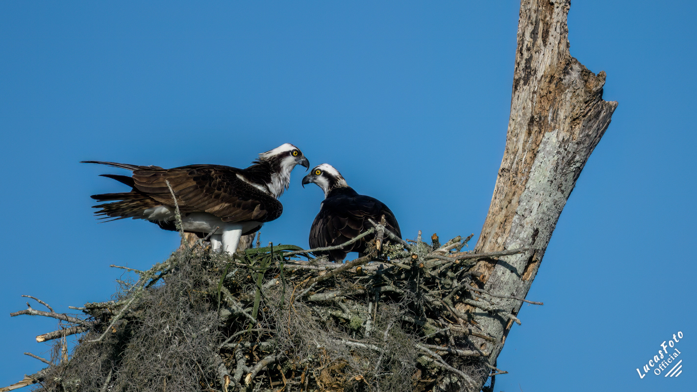 Osprey
