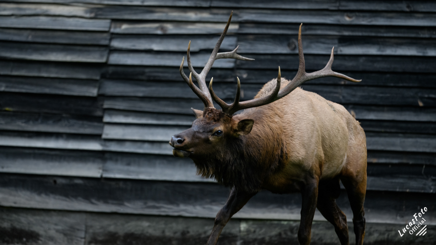 Elk