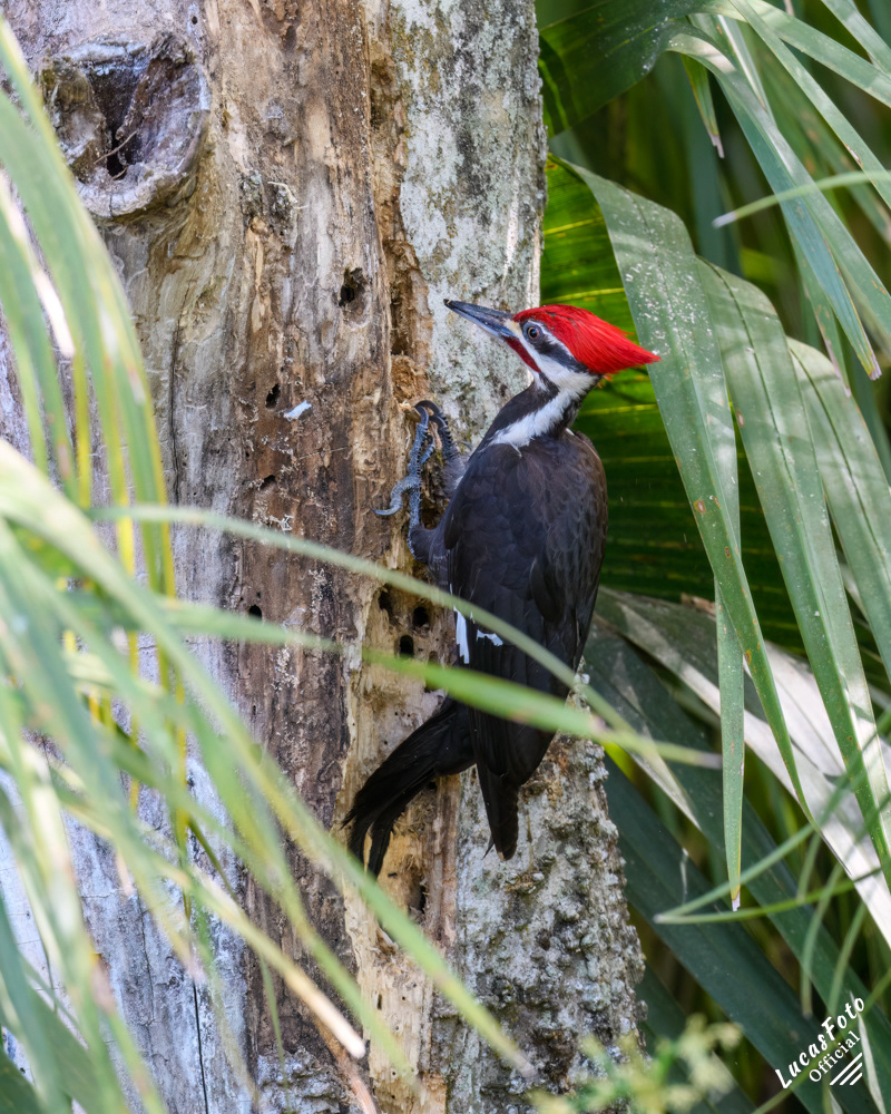 Pileated Woodpecker