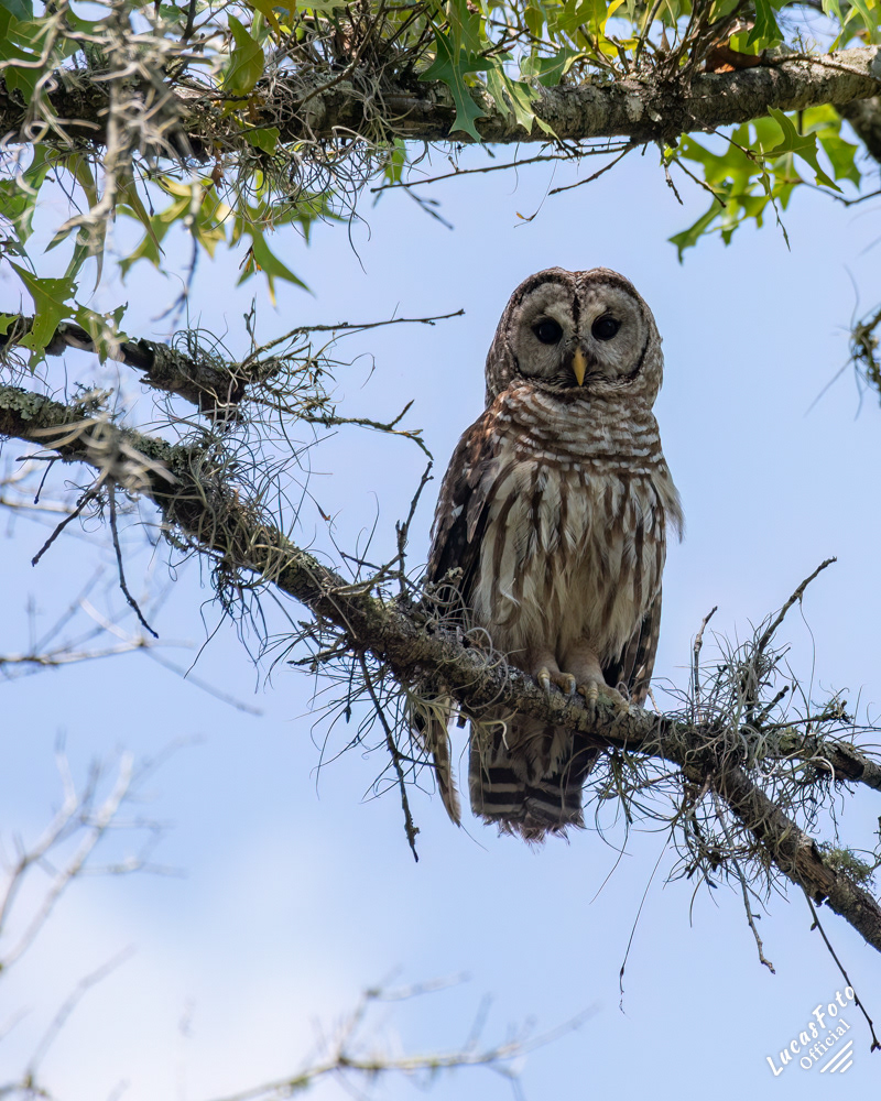 Barred Owl