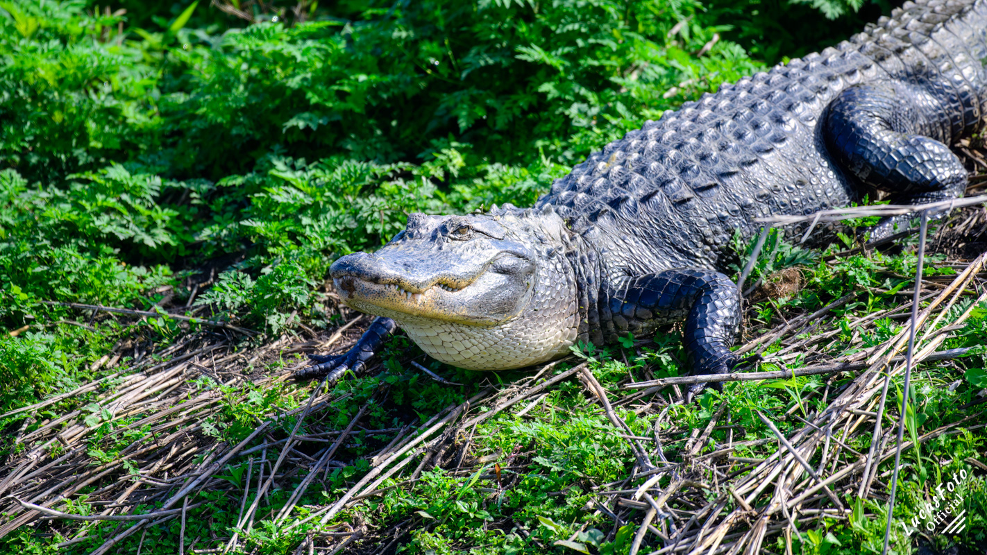 Alligator