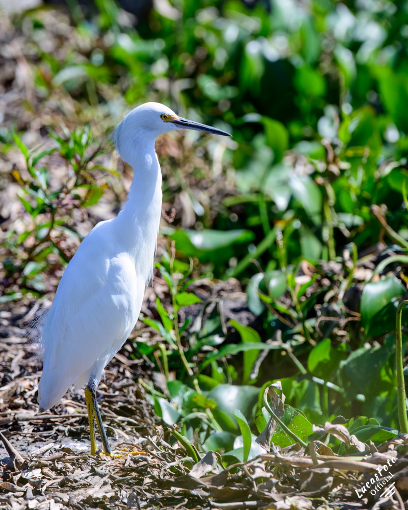 Snowy Egret