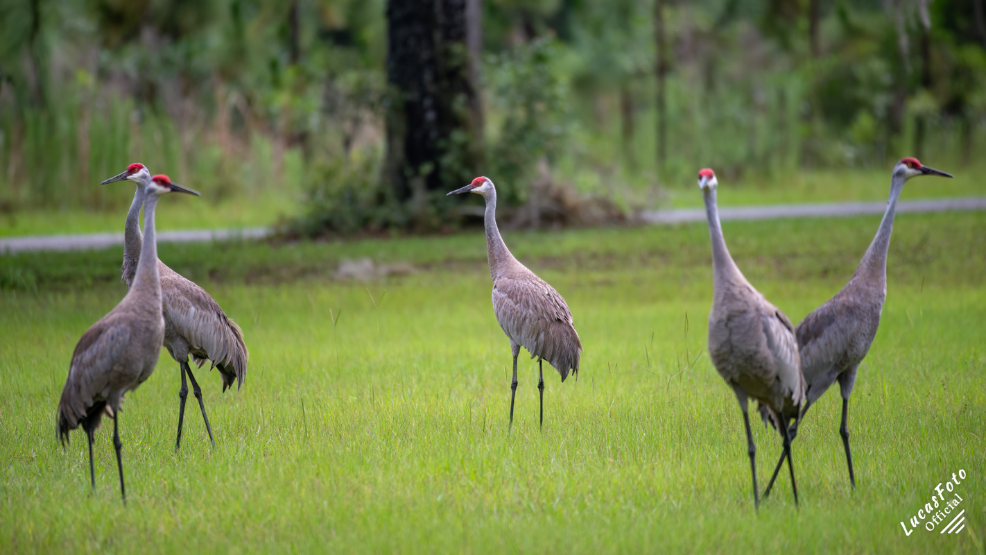 Sandhill Crane