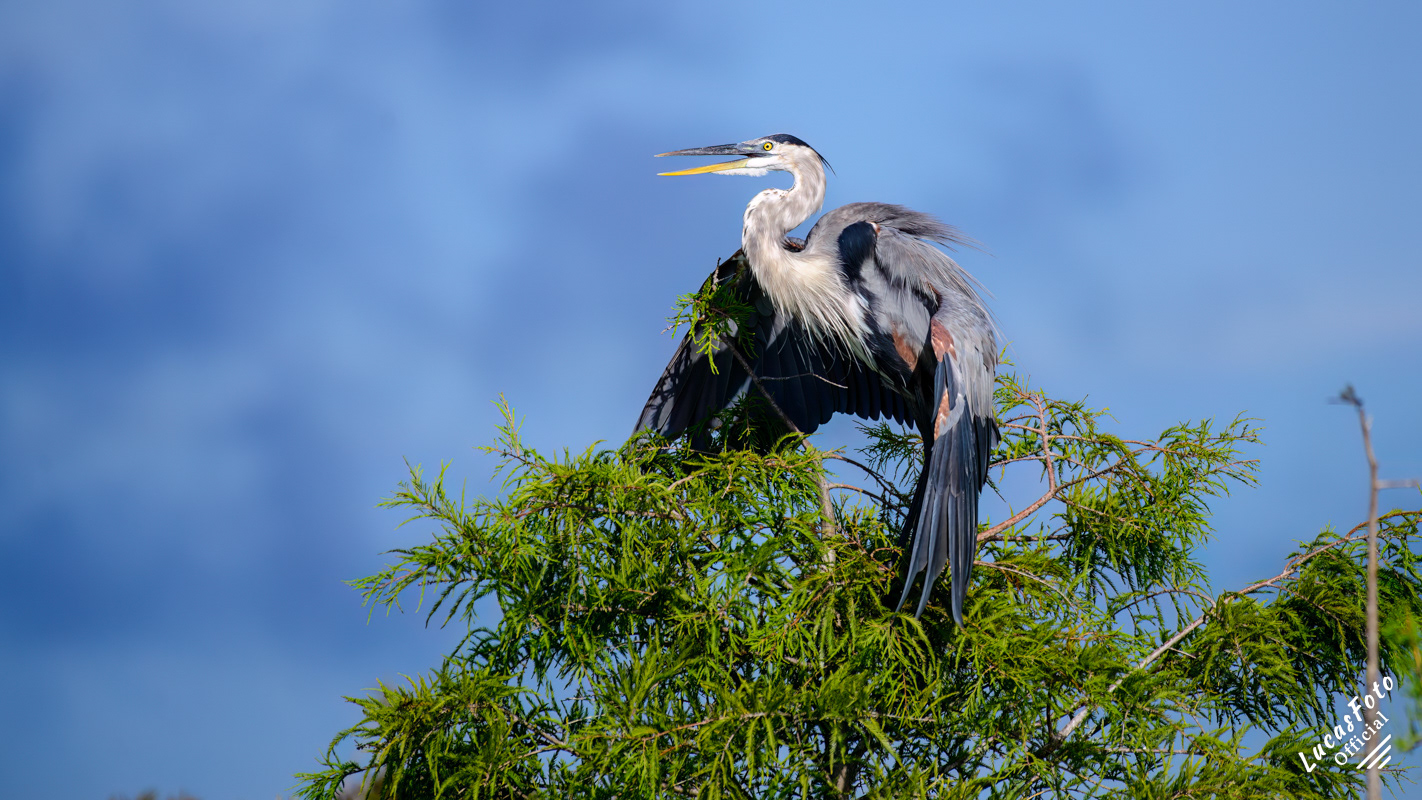 Great Blue Heron