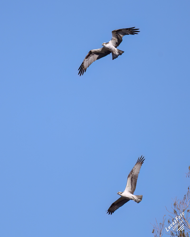 Osprey