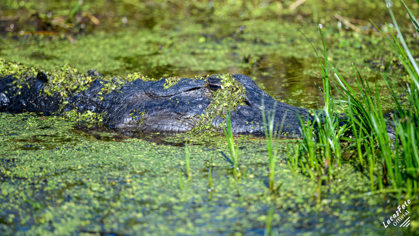 Alligator