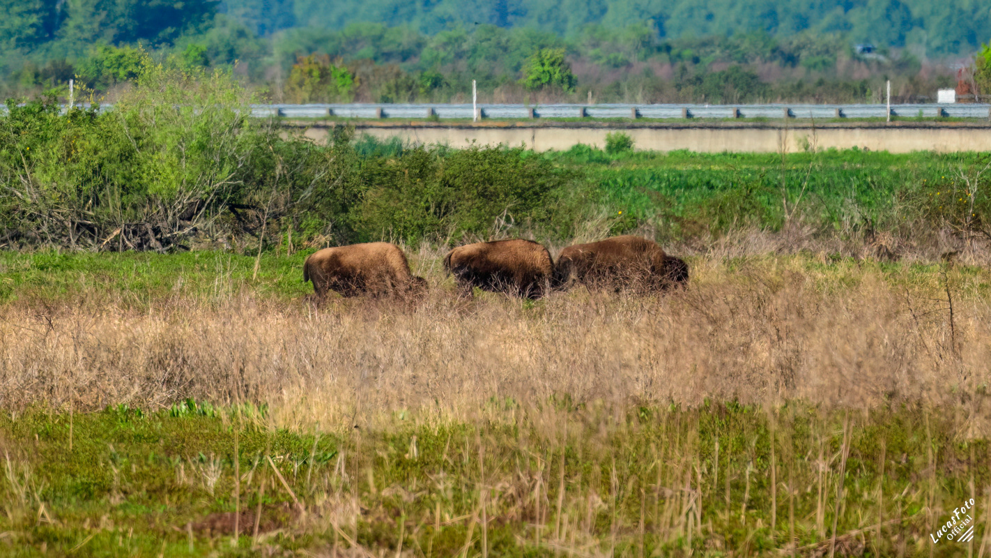 Bison