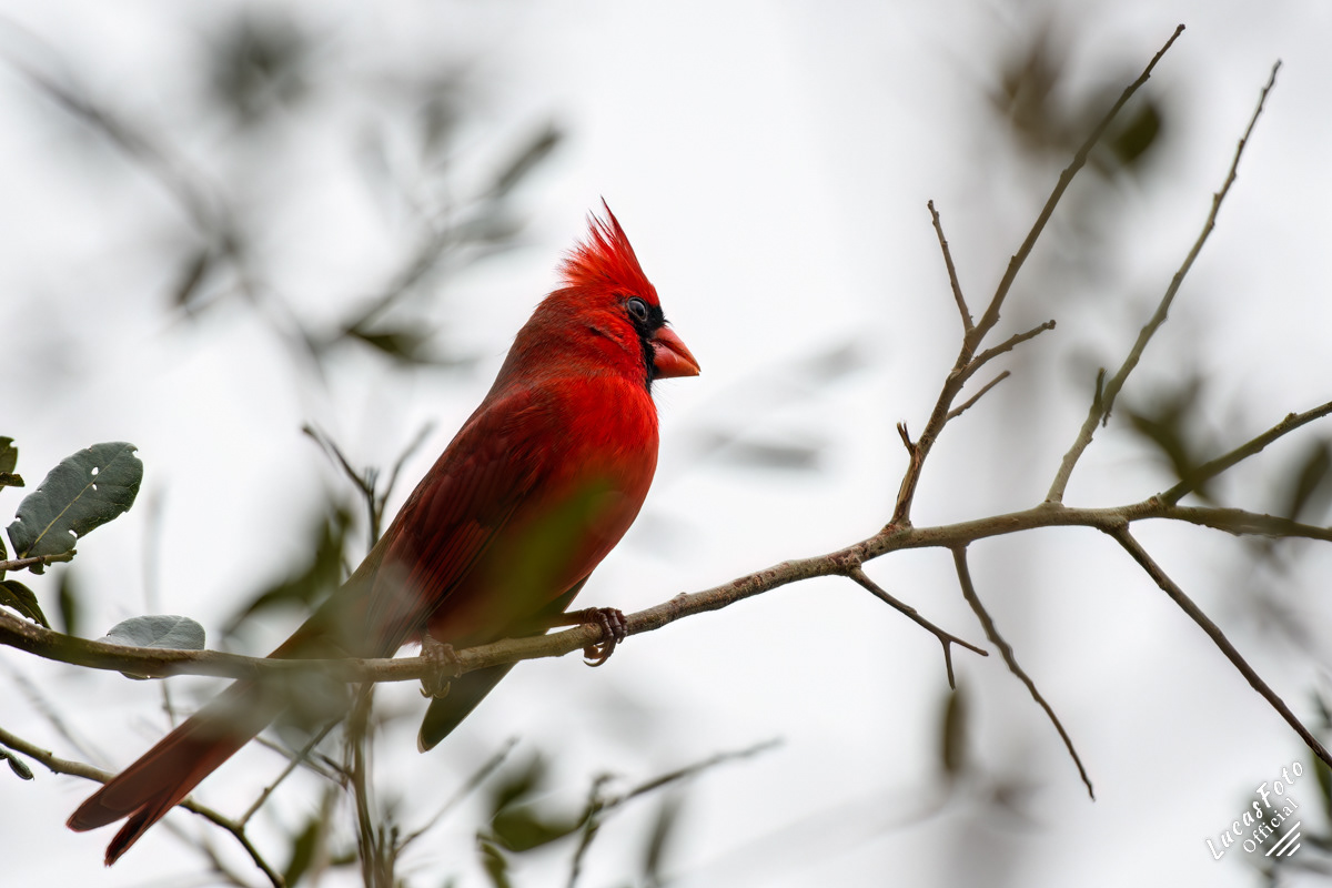 Northern Cardinal