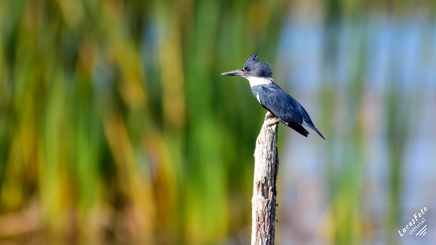 Belted Kingfisher