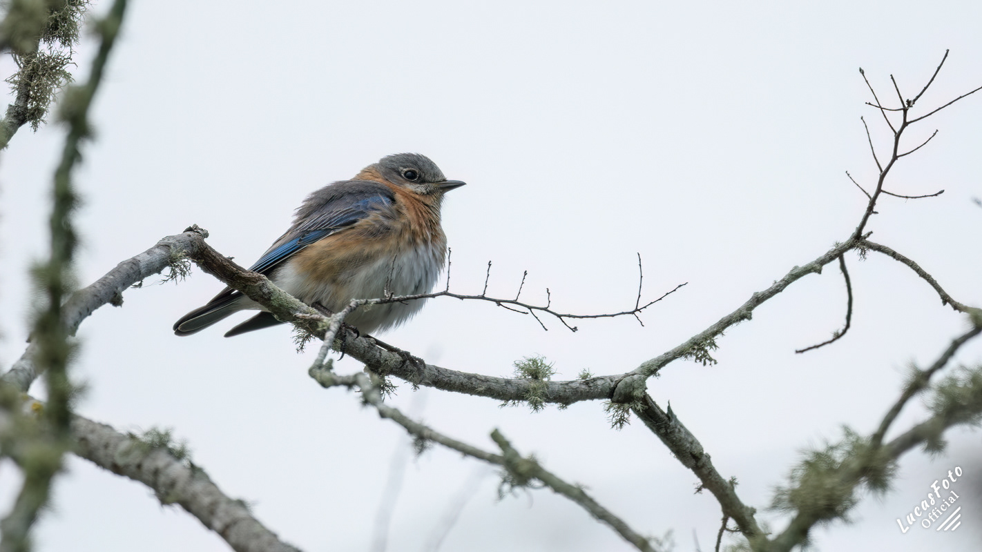 Eastern Bluebird