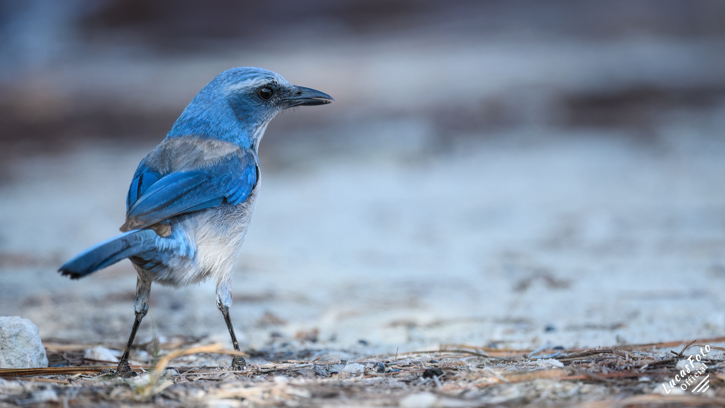 Florida Scrub Jay