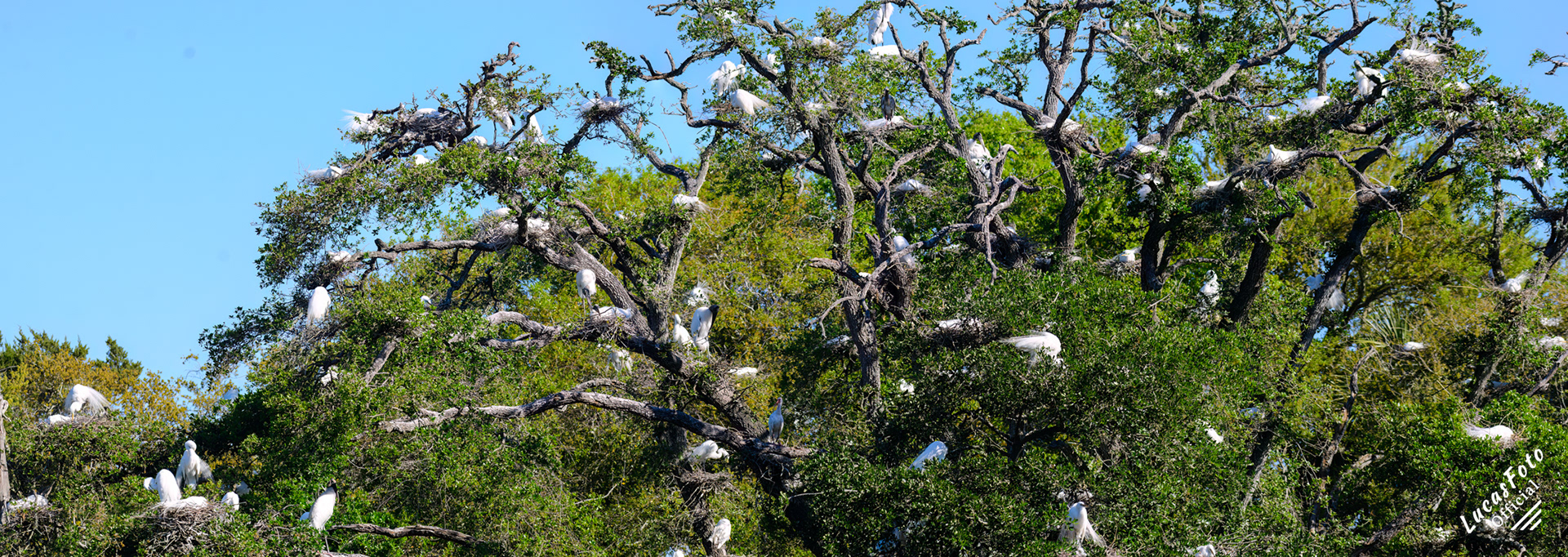 Great Egret / Wood Stork / White Ibis