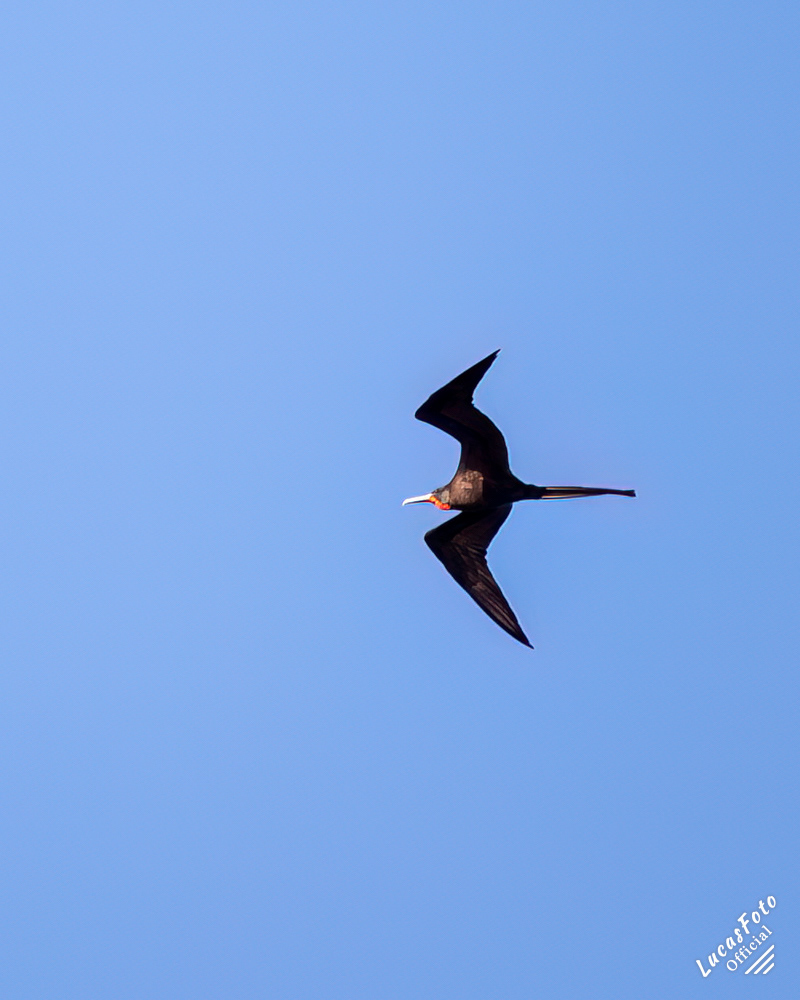 Magnificent Frigatebird