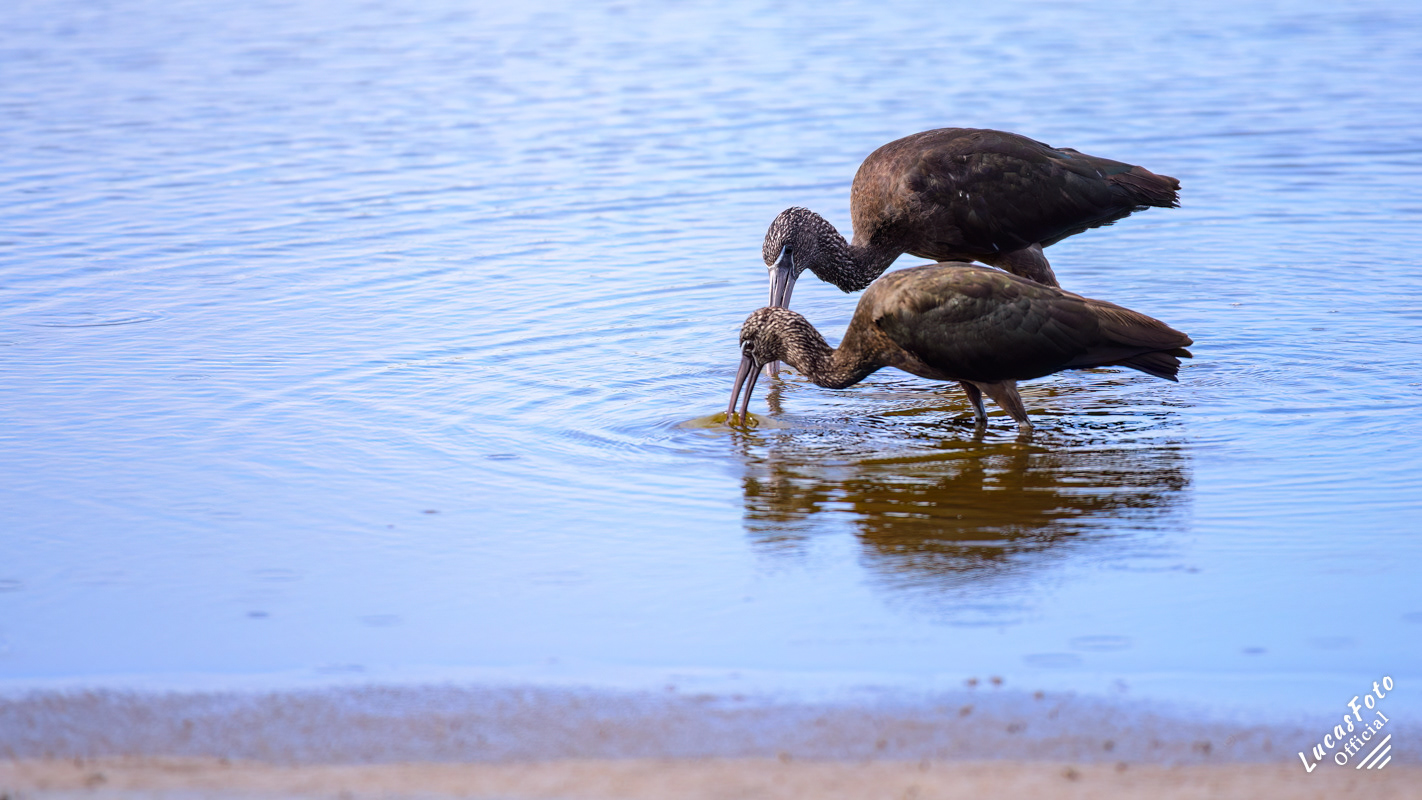 Glossy Ibis