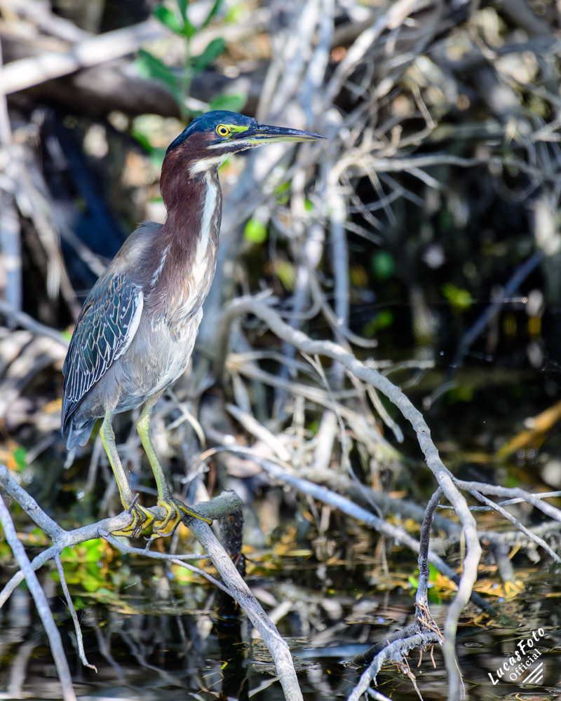 Green Heron