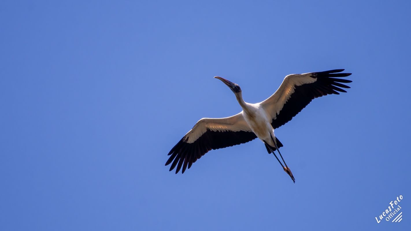 Wood Stork