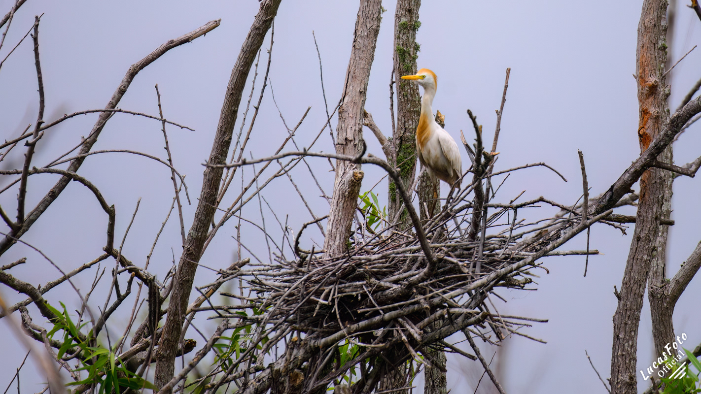 Cattle Egret