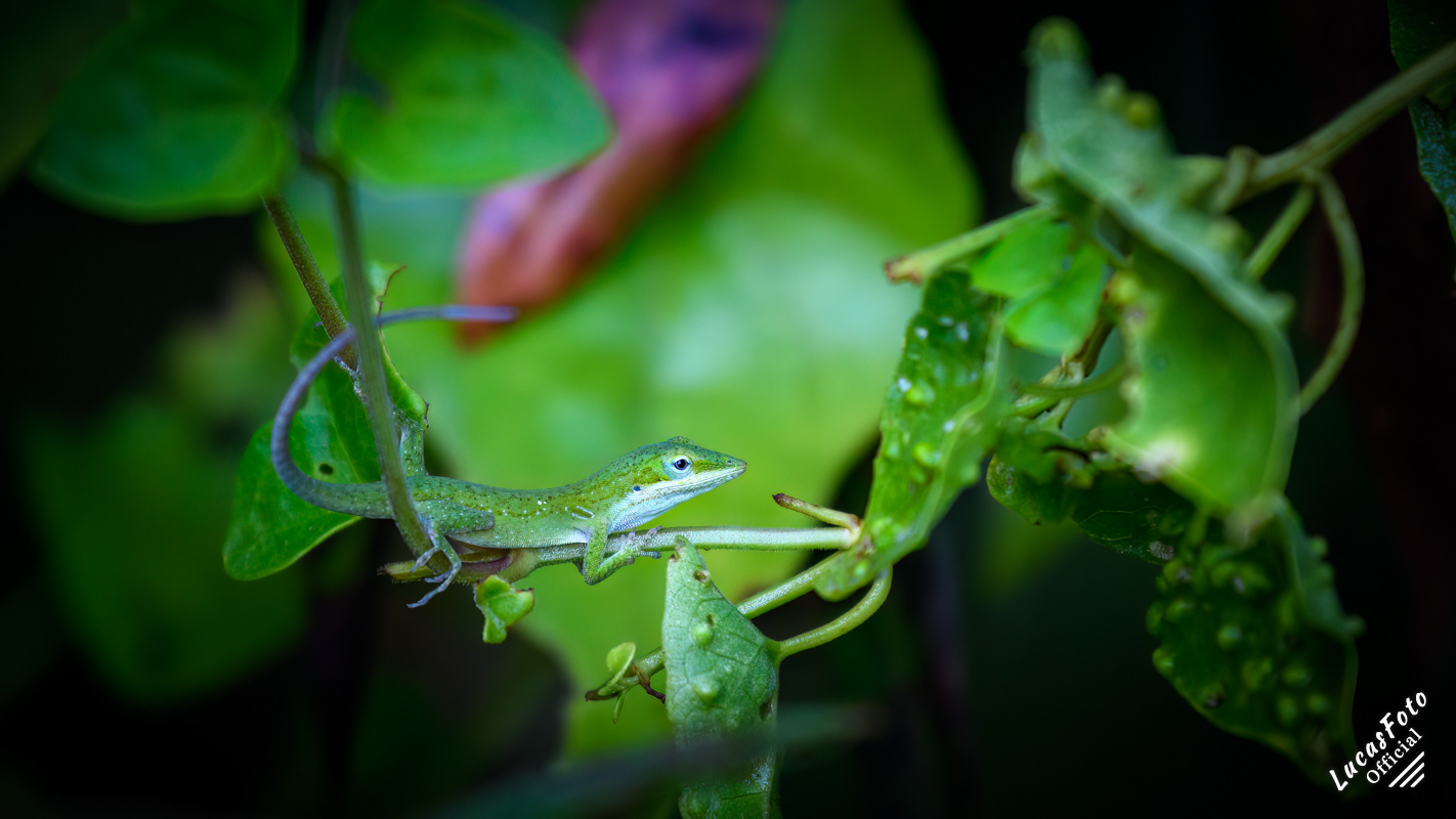 Green Anole