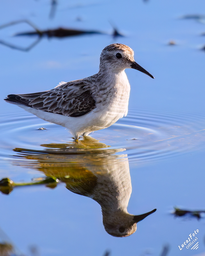 Least Sandpiper