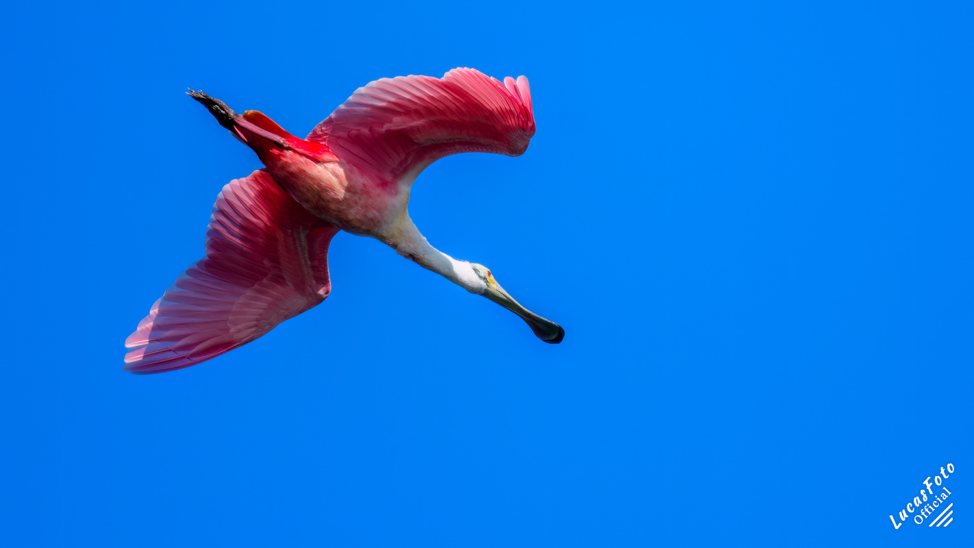 Roseate Spoonbill