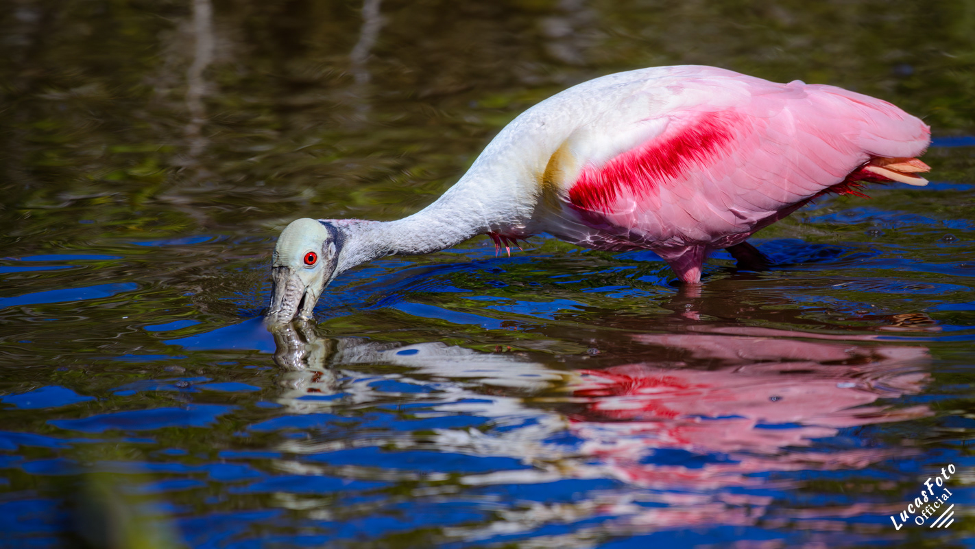 Roseate Spoonbill