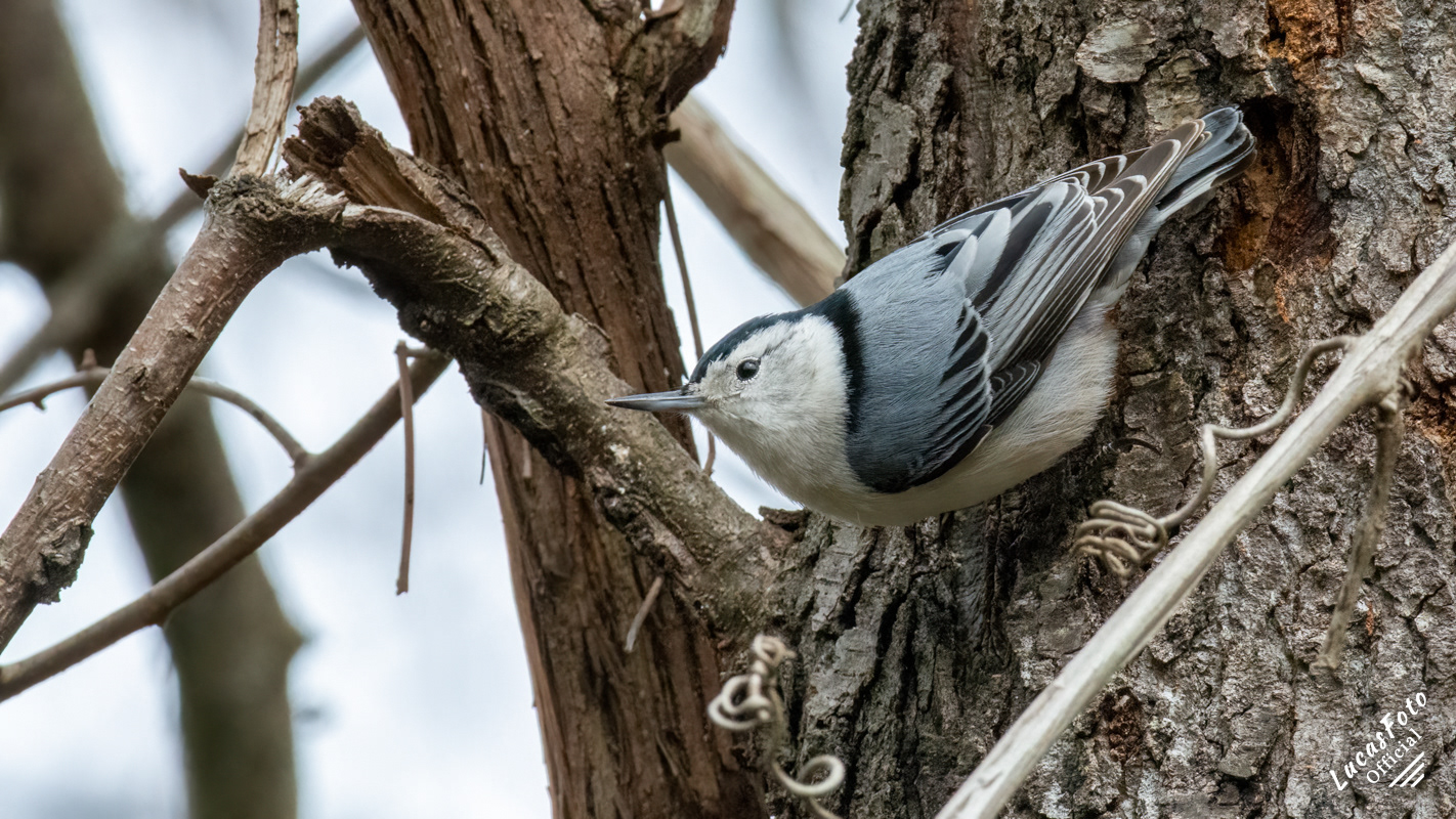 White-breasted Nuthatch