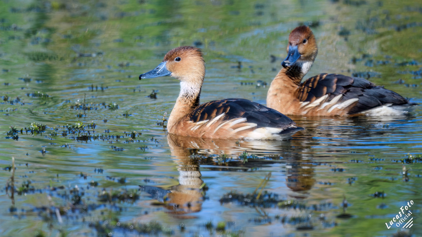 Fulvous Whistling-Duck