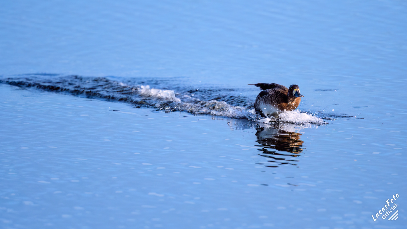 Lesser Scaup