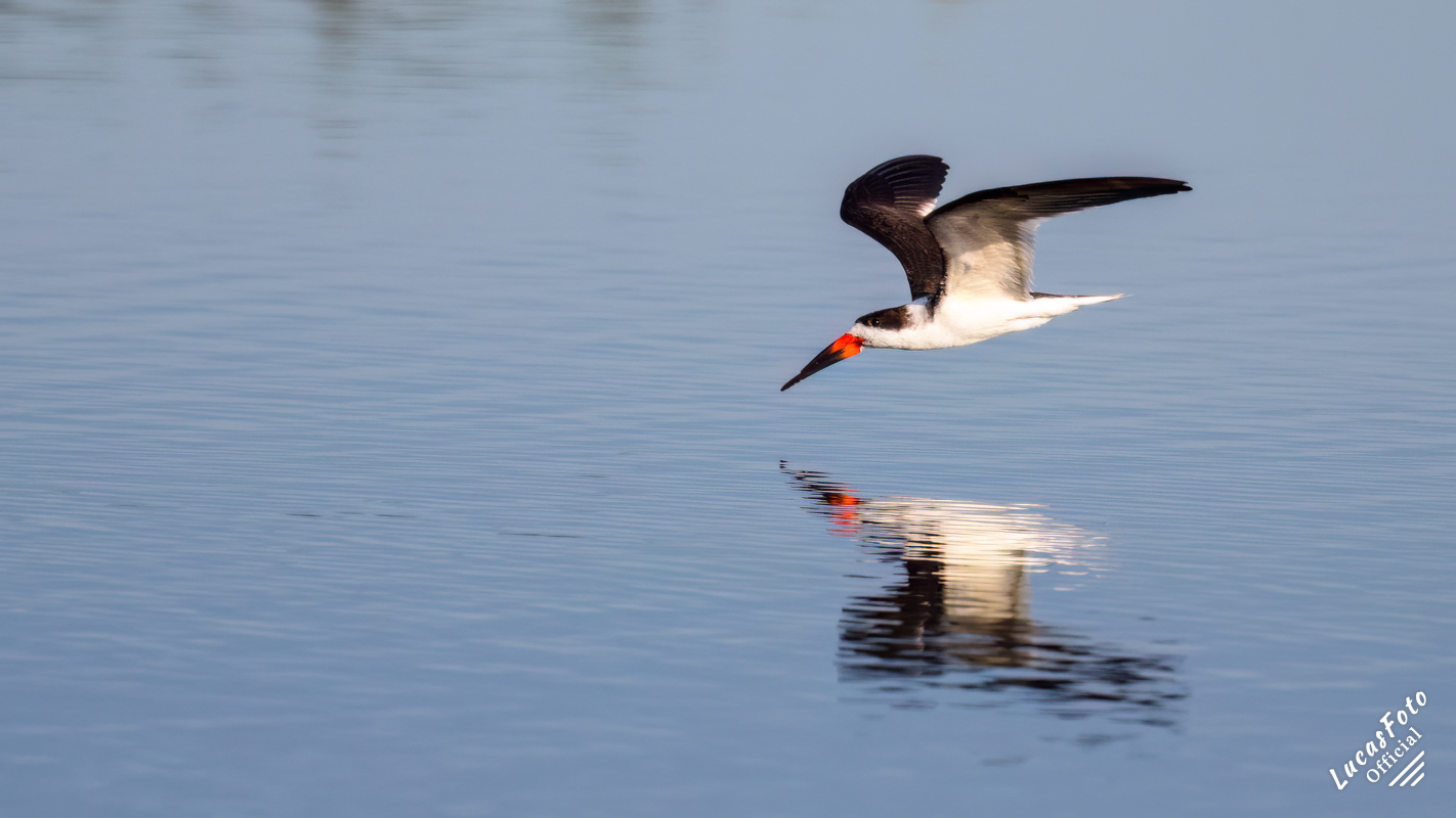 Black Skimmer
