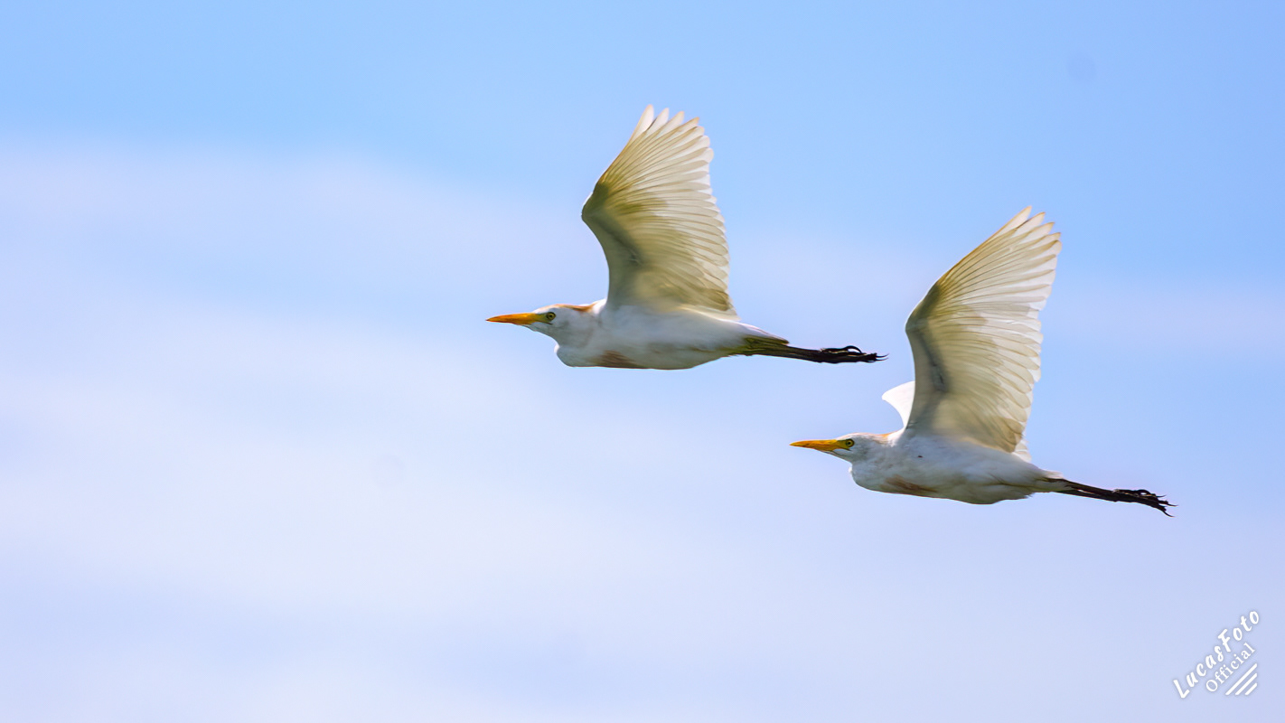 Cattle Egret