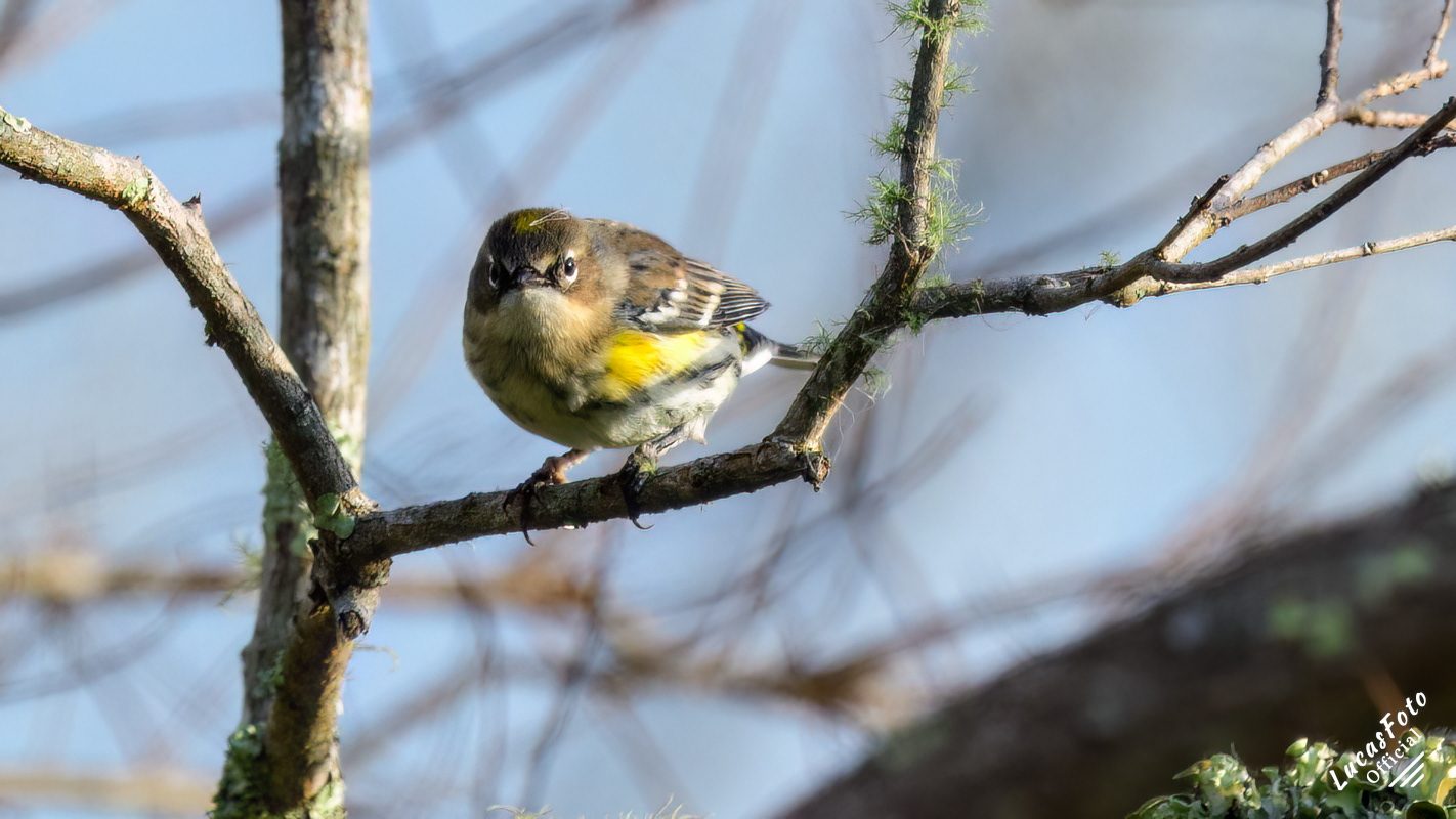 Yellow-rumped Warbler