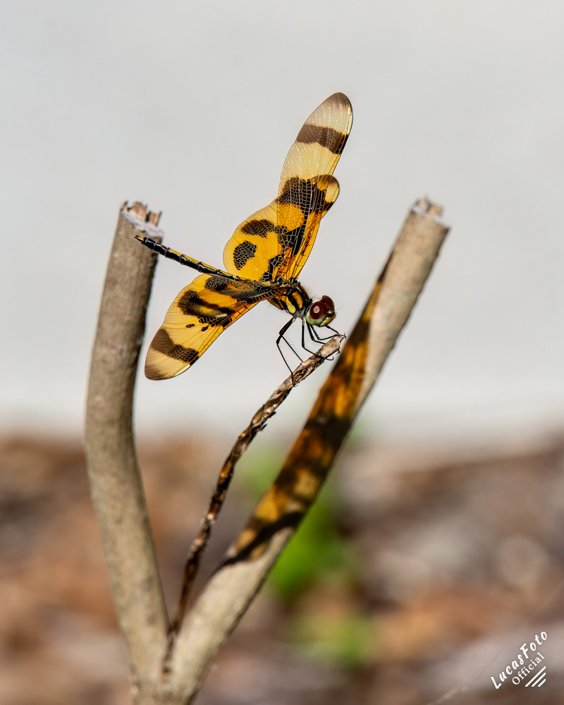 Halloween Pennant