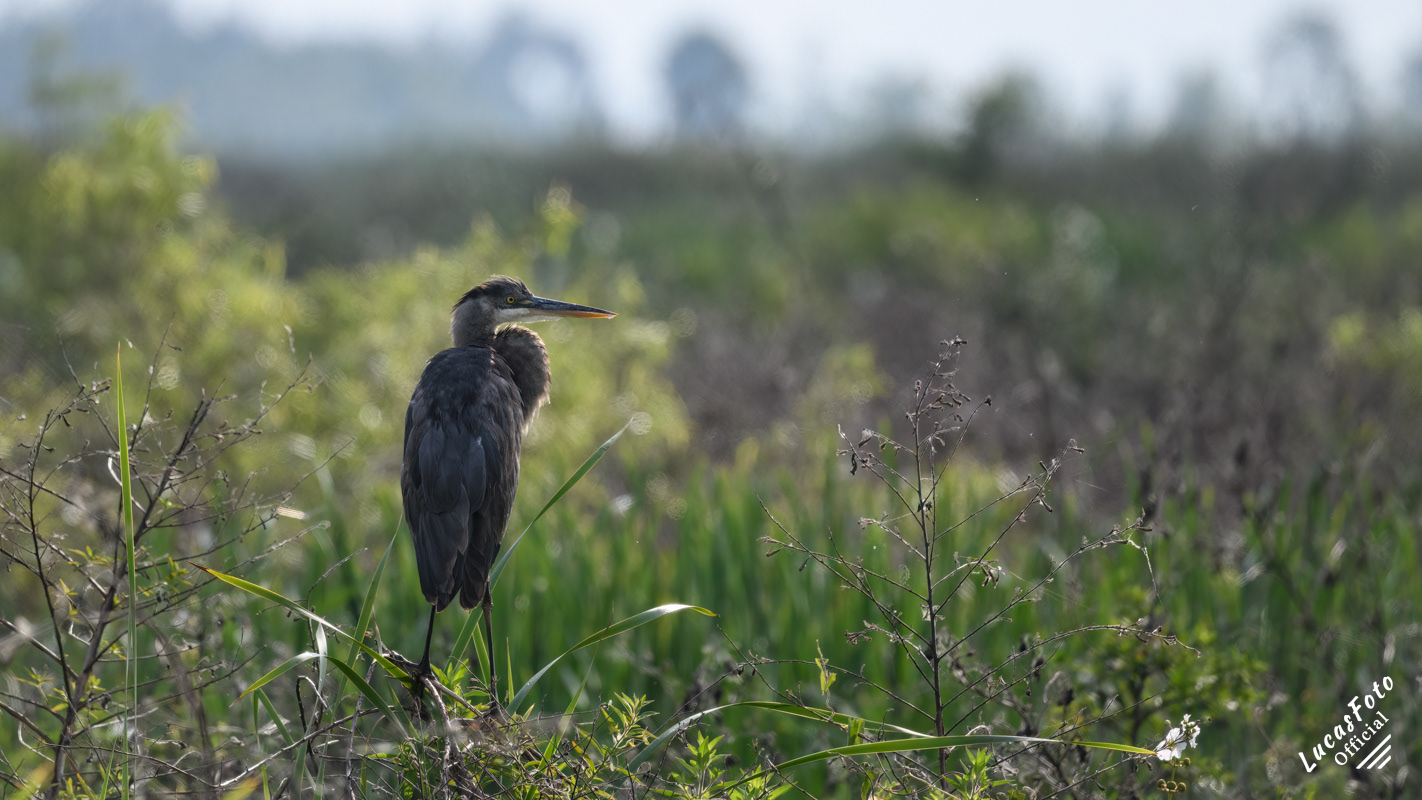 Great Blue Heron
