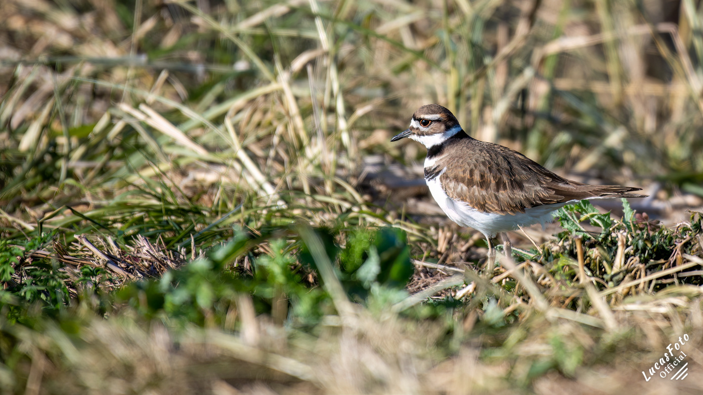 Killdeer