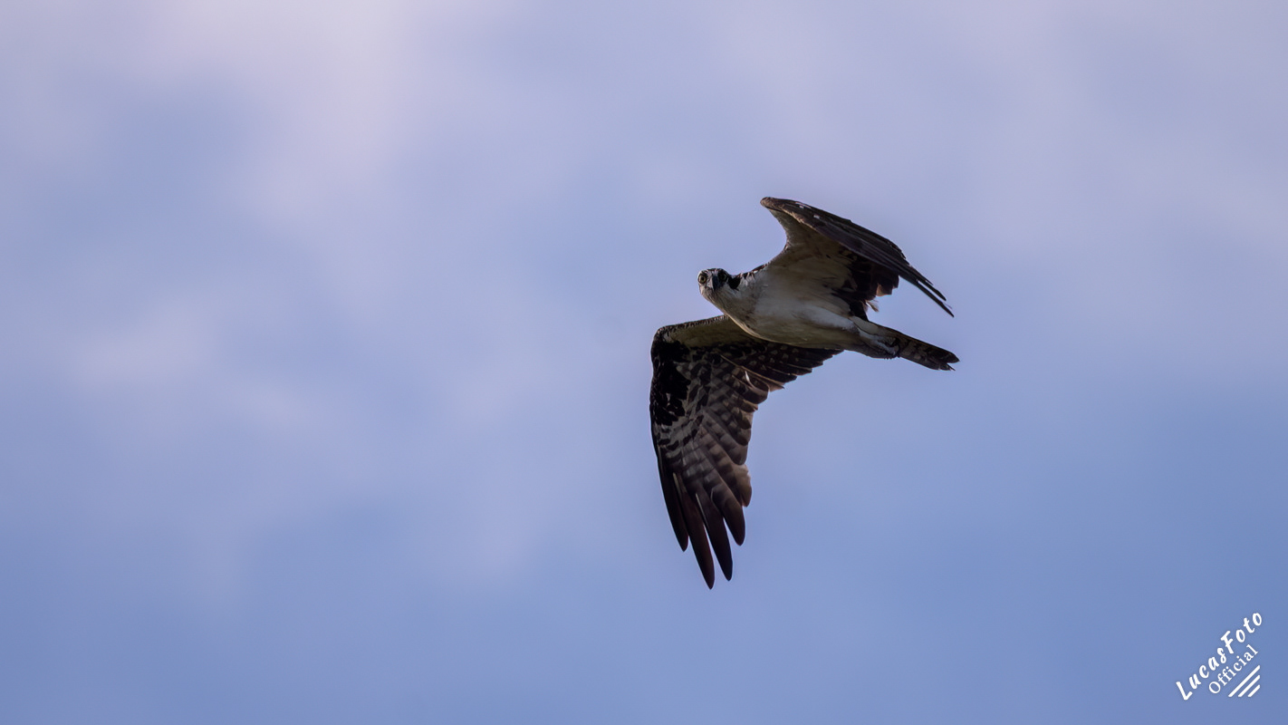 Osprey