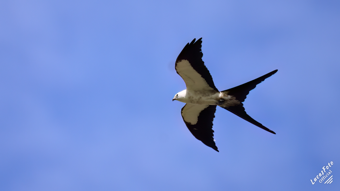 Swallow-tailed Kite