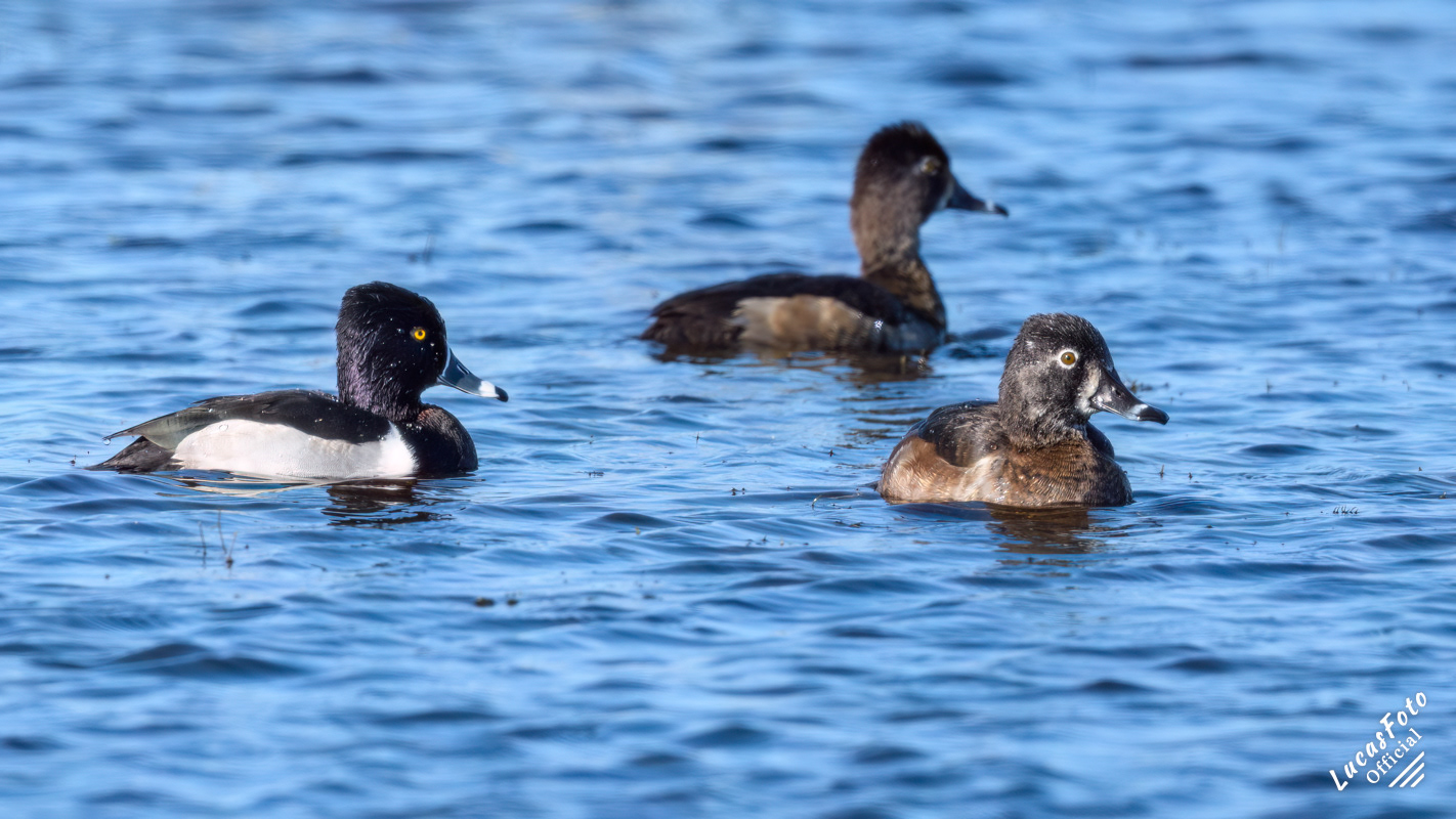 Ring-necked Duck