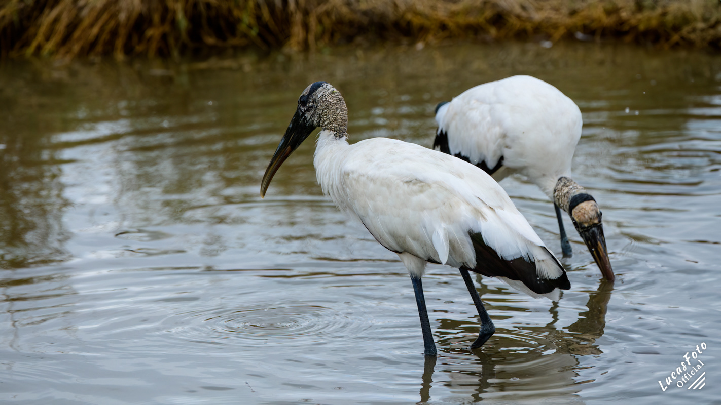 Wood Stork
